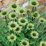 3 Echinacea Collection