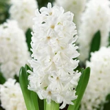 Hyacinth Bedding Collection