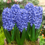 Hyacinth Bedding Collection
