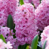 Hyacinth Bedding Collection