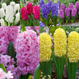 Hyacinth Bedding Collection
