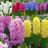 Hyacinth Bedding Collection