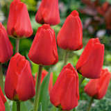Tulip Darwin Collection