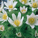 Pulsatilla vulgaris Collection