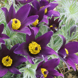 Pulsatilla vulgaris Collection