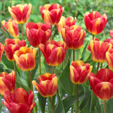 Tulip Colour Mystic/Hot Pants Collection