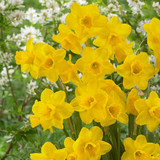 Narcissus Jonquilla Collection