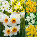 Narcissus Jonquilla Collection