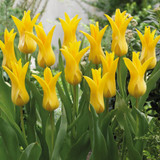 Tulip Fluted Bargain Collection (Saver Sized Bulbs)