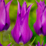 Tulip Fluted Bargain Collection (Saver Sized Bulbs)