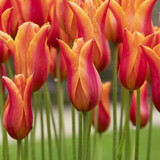 Tulip Fluted Bargain Collection (Saver Sized Bulbs)