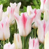 Tulip Fluted Bargain Collection (Saver Sized Bulbs)