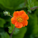 Geum Hardy Collection