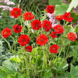 Geum Hardy Collection
