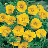 Geum Hardy Collection