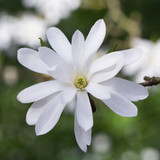 Magnolia Stellata Collection