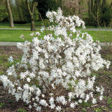 Magnolia Stellata Collection