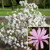 Magnolia Stellata Collection