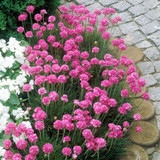 Armeria White/Pink Collection