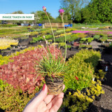 Armeria White/Pink Collection