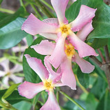 Trachelospermum Collection (star Jasmine)