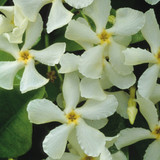 Trachelospermum Collection (star Jasmine)