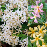 Trachelospermum Collection (star Jasmine)