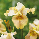 Iris sibirica 'Rare Collection'
