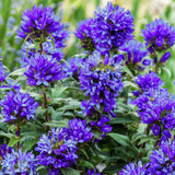 Campanula Glomerata Collection
