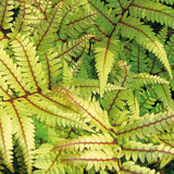 Athyrium Collection (Exotic Ferns)