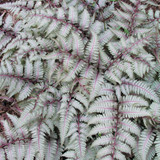 Athyrium Collection (Exotic Ferns)