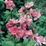 Chaenomeles Collection