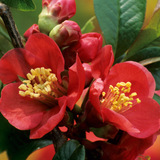Chaenomeles Collection