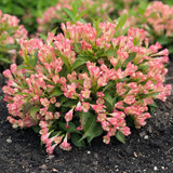 Weigela Dwarf All Summer Collection