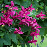 Clematis Royal Collection