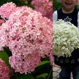 Hydrangea Annabelle Collection