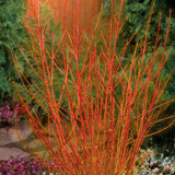 Cornus Collection (Dogwood)