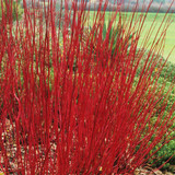 Cornus Collection (Dogwood)