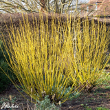 Cornus Collection (Dogwood)