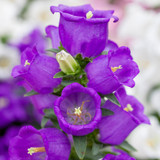 Campanula Medium Collection