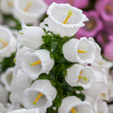 Campanula Medium Collection