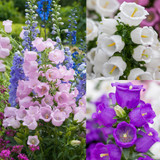 Campanula Medium Collection