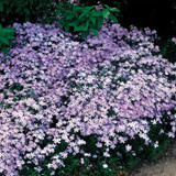 Gypsophila repens Collection