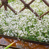 Gypsophila repens Collection