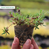 Gypsophila repens Collection