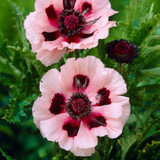 Papaver Unusual Collection