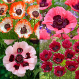 Papaver Unusual Collection