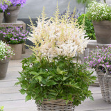 Astilbe Visions Collection