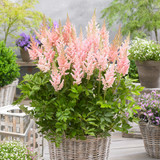 Astilbe Visions Collection