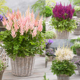 Astilbe Visions Collection
